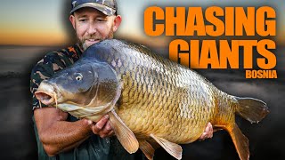 1300 Mile Trip  Mark Pitchers  Huge Carp 🤯 🐋  Carp Fishing in Bosnia [upl. by Airotcivairam]