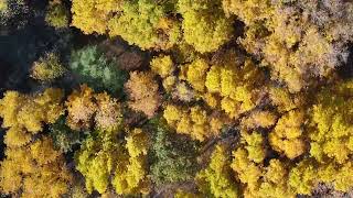 Autumn in Aerial [upl. by Nhor]