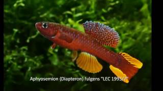 Aphyosemion Diapteron fulgens [upl. by Emlyn]