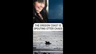 The Oregon Coast Is Spouting Otter Chaos [upl. by Tail]