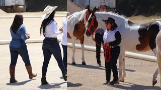 Beautiful Pintabian Horse Competition Cabalgata Asopinco Costa Rica Pedregal [upl. by Veriee975]