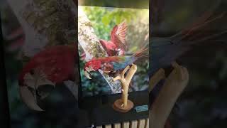 Redandgreen macaw🦜 and common buzzard🦅 in the zoo🥰😍😘 in the Kaunas 💖💗❤️ [upl. by Amethist]