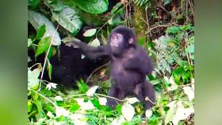 Baby gorilla beats his chest and falls over [upl. by Nehtanoj]