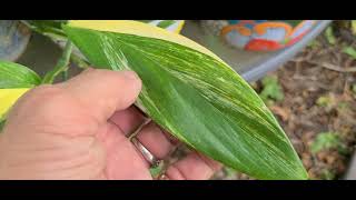 Costa farms NEW POTHOS variety at Lowes Epipremnum Amplissimum Silver Streak [upl. by Virg]