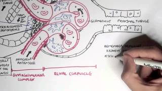 Nephrology  Kidney Physiology Overview [upl. by Morville948]