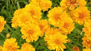 Coreopsis grandiflora [upl. by Elisabetta]