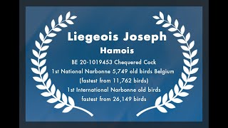 Liegeois Joseph  Hamois   1st International Narbonne old birds  fastest from 26149 birds  2022 [upl. by Eduino582]