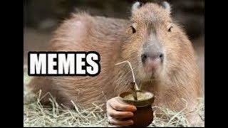 Capybara Memes [upl. by Nevs]