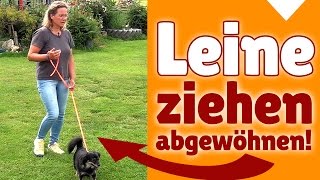 ►► Leine ziehen ✔ Kleinen Hunden das Leine Ziehen abgewöhnen ✔✔ [upl. by Notgnilra841]