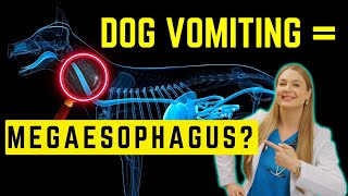 Megaesophagous in Dogs Simply Explained  Survival time [upl. by Jenilee]