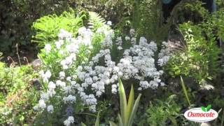 Garden Tip Prune Candytuft To Keep It Blooming All Summer Long [upl. by Akirderf399]