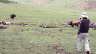 Bull vs yak part 2 [upl. by Neema]