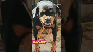 Dog barking sound to attract dogs viralvideo dog angrypuppy cutepet pets angry [upl. by Bornstein]