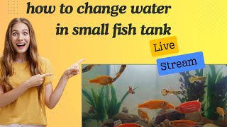 No cooking videos how to clean water in small fish tank😍trending youtube fishtank fishfry [upl. by Anawek]