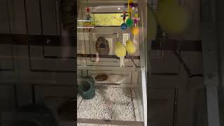 🦜Parrots Canaries and finch birds at Petsmart🦜 [upl. by Einehpets]