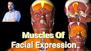 MUSCLES OF FACIAL EXPRESSION part1 occipitofrontalis Platysma orbital amp Auricular groups muscle [upl. by Keemahs]