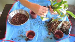 Repotting Paphiopedilum Orchids  Lady Slipper [upl. by Susannah782]