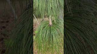 Longleaf Pine  Beautiful old mysterious tree in South Georgia love [upl. by Eatnoled]