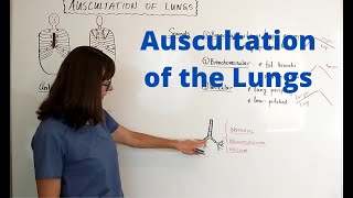 Auscultation of the Lungs [upl. by Esilehs898]