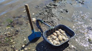 Clam digging at WA beach [upl. by Osnola]