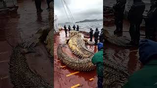 Giant Sea Monsters Caught by Fishermen 🐙🎣GiantSeaCreatures FishingDiscoveries OceanMysteries [upl. by Chane344]