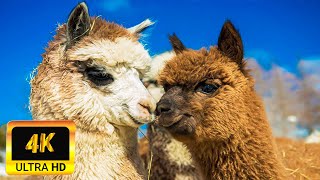 Llama Alpaca Of South America 4K  Scenic Wildlife Film With Calming Music  4K UHD Video [upl. by Elkcim111]