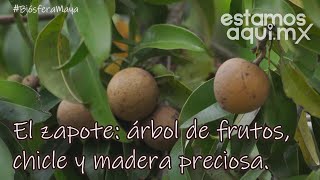 El zapote árbol de frutos chicle y madera preciosa [upl. by Annaitsirk]