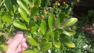 What’s wrong with my mountain laurel Daphne Richards Central Texas Gardener [upl. by Barth339]