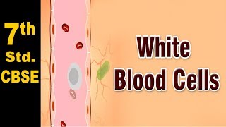 Class 7  White Blood Cells  NCERT  Science  CBSE Board  Home Revise [upl. by Kronick]