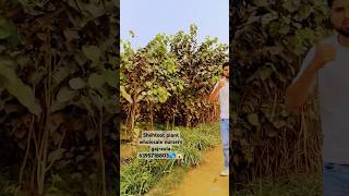 Shetoot plant ki height 12ft wholesale nursery gajraula gajraulanursery flowersplants 😱🌍 [upl. by Eseuqcaj]