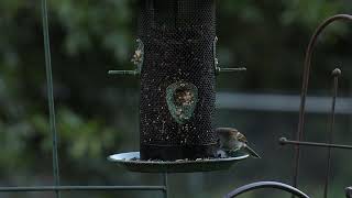 Can you Identify the Birds Visiting my Feeder or Chirping in the background [upl. by Range]