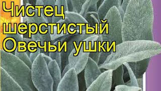 Чистец шерстистый Овечьи ушки Краткий обзор описание характеристик stachys lanatа [upl. by Houston]