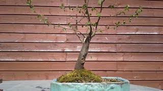 Carpinus in broom form 1  improving the roots [upl. by Roselyn448]