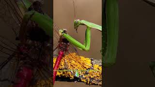 5 CURIOSIDADES sobre la MANTIS RELIGIOSA que no sabías hace 5 minutos 🦗 [upl. by Skier]