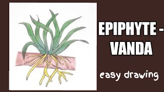 How to draw epiphyte Vandaepiphytic roots easy drawing [upl. by Leinadnhoj]