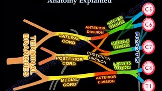 Brachial Plexus Brachial Plexus anatomy [upl. by Eelydnarb]