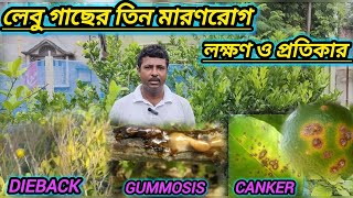 লেবু গাছের তিন মারণরোগ dieback gummosis canker এর লক্ষণ ও প্রতিকার। citrus plant disease [upl. by Miguela]