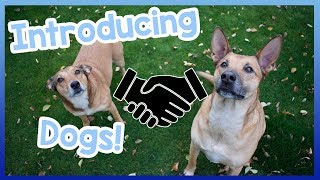 Introducing Your Dog to Other Dogs How to Introduce Your Dog to Other Dogs  Friendly and Easy [upl. by Akoek]