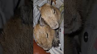 Baby Capybaras Chilling [upl. by Meihar559]