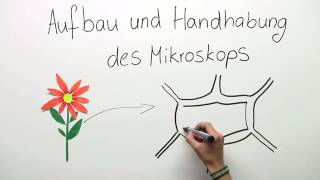 MIKROSKOP  AUFBAU UND HANDHABUNG  Biologie  Biologie der Zellen [upl. by Best]