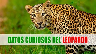 Leopardo Panthera pardus  Datos curiosos de animales [upl. by Marthe]