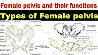 Understanding the Female Pelvis Types Functions and Anatomy Explainedquot [upl. by Yves]