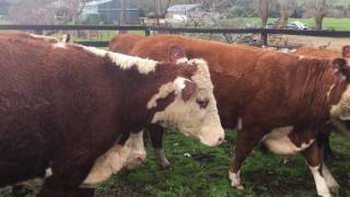 Simmental Heifers with Angus Calves at Foot 35x35  Molyullah Vic [upl. by Caralie775]