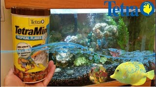 Tetra TetraMin Plus Tropical Flakes Fish Food Review [upl. by Emawk909]