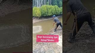 Ternyata di muara ini ikan boronang nya besar besar jala ikan di muara dapat ikan boronang [upl. by Isabea]