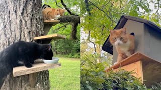 Husband Who Didnt Want Cats Builds His NINE Cats A Treehouse 🥹💕 [upl. by Fancy886]