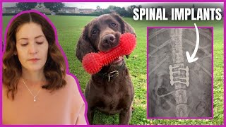 My dog had SPINAL SURGERY  Intervertebral Disk Disease IVDD  Degenerative Disk Disease [upl. by Katya778]