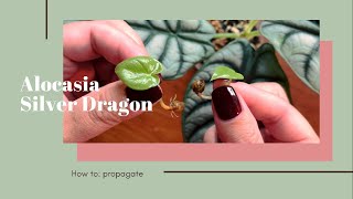 HOW TO propagate alocasia silver dragon bulbs [upl. by Akiemehs]