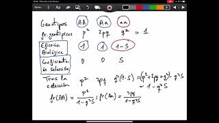 Selección contra genotipo homocigótico recesivo  video 1 [upl. by Tyrus]