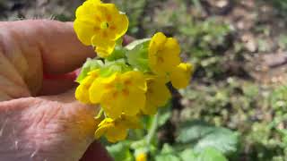 Planting Springtime Pollinator Friendly Plants in my Garden [upl. by Yenwat]